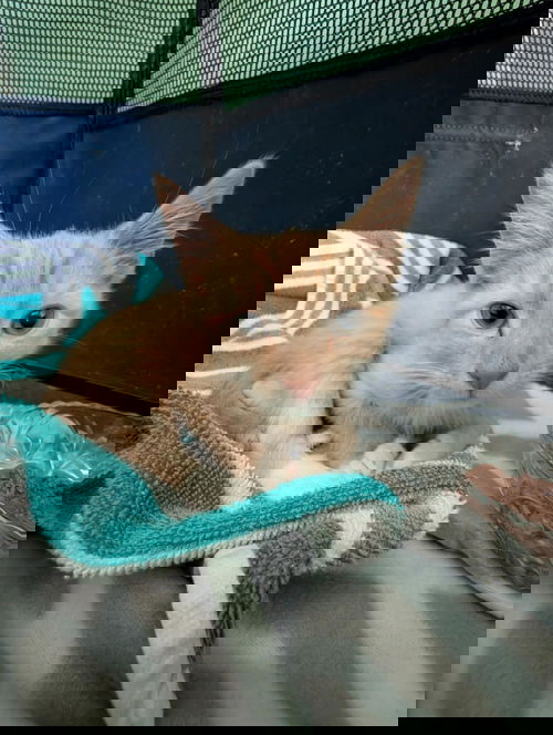 Shark - Not at shelter (Mary)