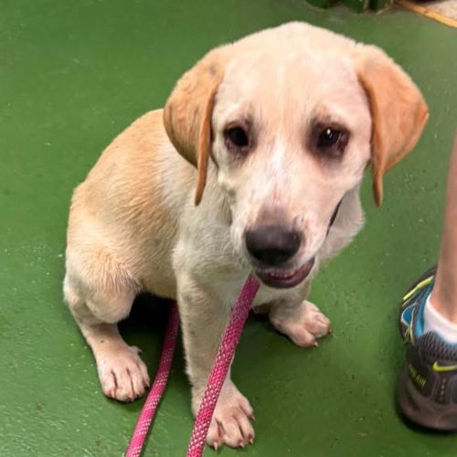 Mickey - At shelter available 7/6