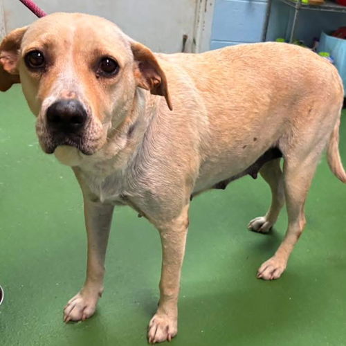 Disney - At shelter available 7/6
