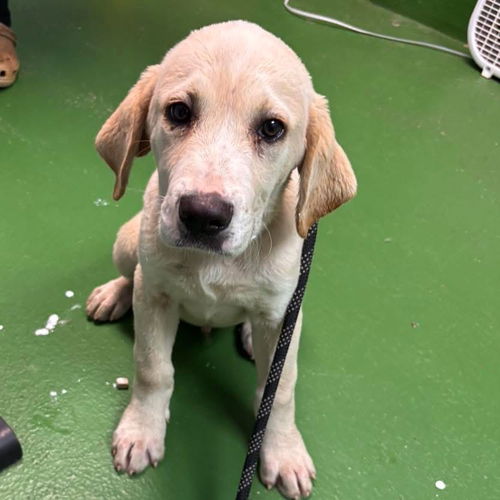 Minnie - At shelter available 7/6