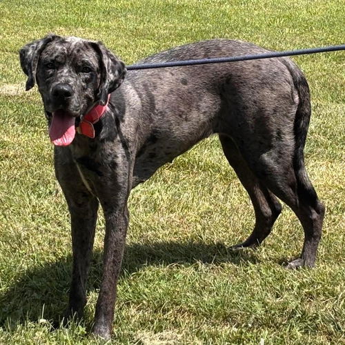 Cookie - At shelter