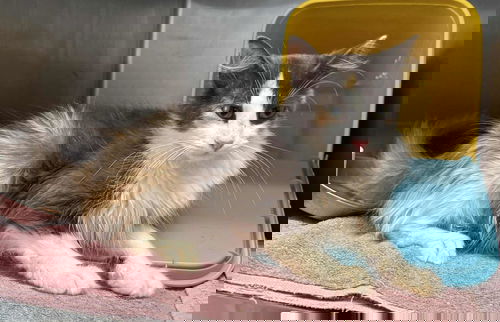 Sylvia: At shelter
