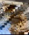 adoptable Cat in Rustburg, VA named Palm - Visit At Petsmart Lynchburg
