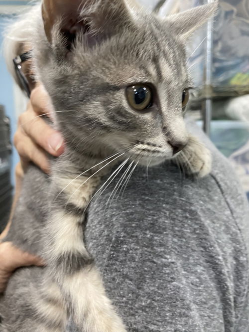 Ruby - At shelter