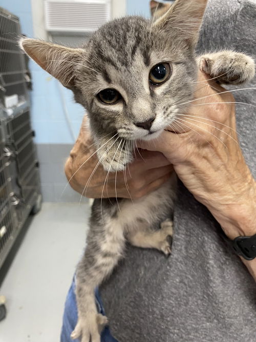 Lilly - At shelter