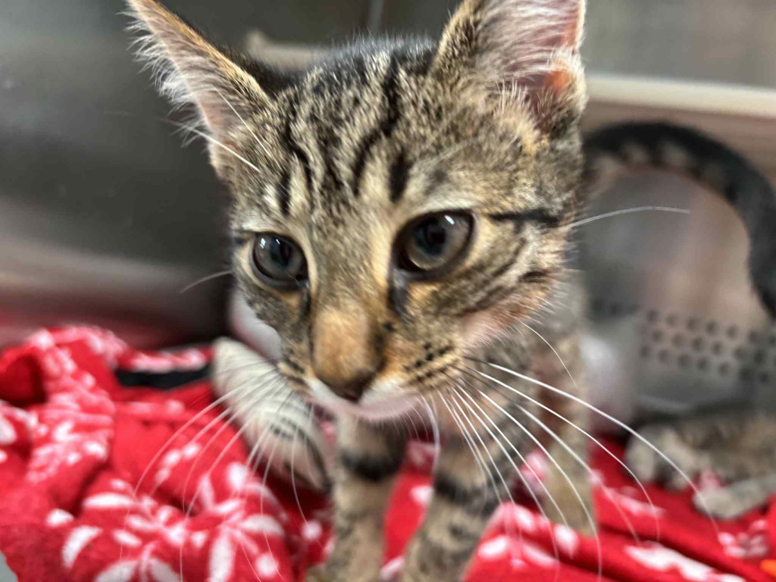 adoptable Cat in Rustburg, VA named Lark - At shelter