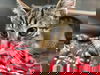 adoptable Cat in Rustburg, VA named Lark - At shelter