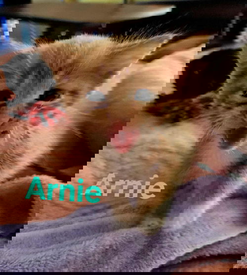 Arnie -Not at shelter (Kendra)