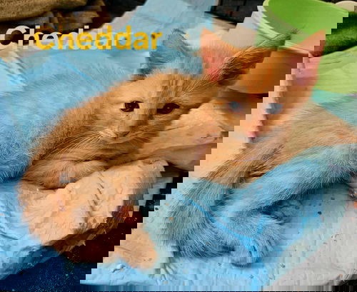 Chedder - Not at shelter (Kendra)