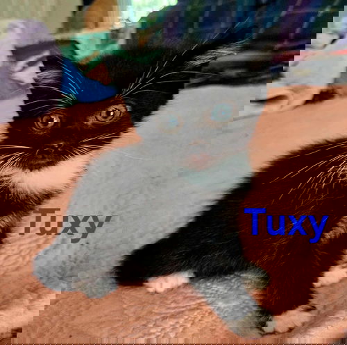 Tuxy - Not at shelter (Kendra)