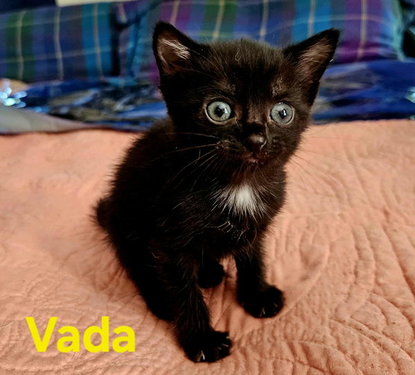 Vada - Not at shelter