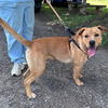 Champ: At shelter