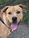 Champ: At shelter