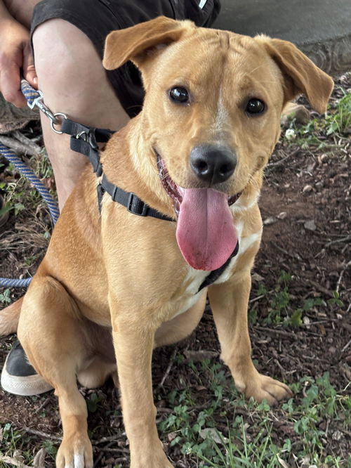 Champ: At shelter