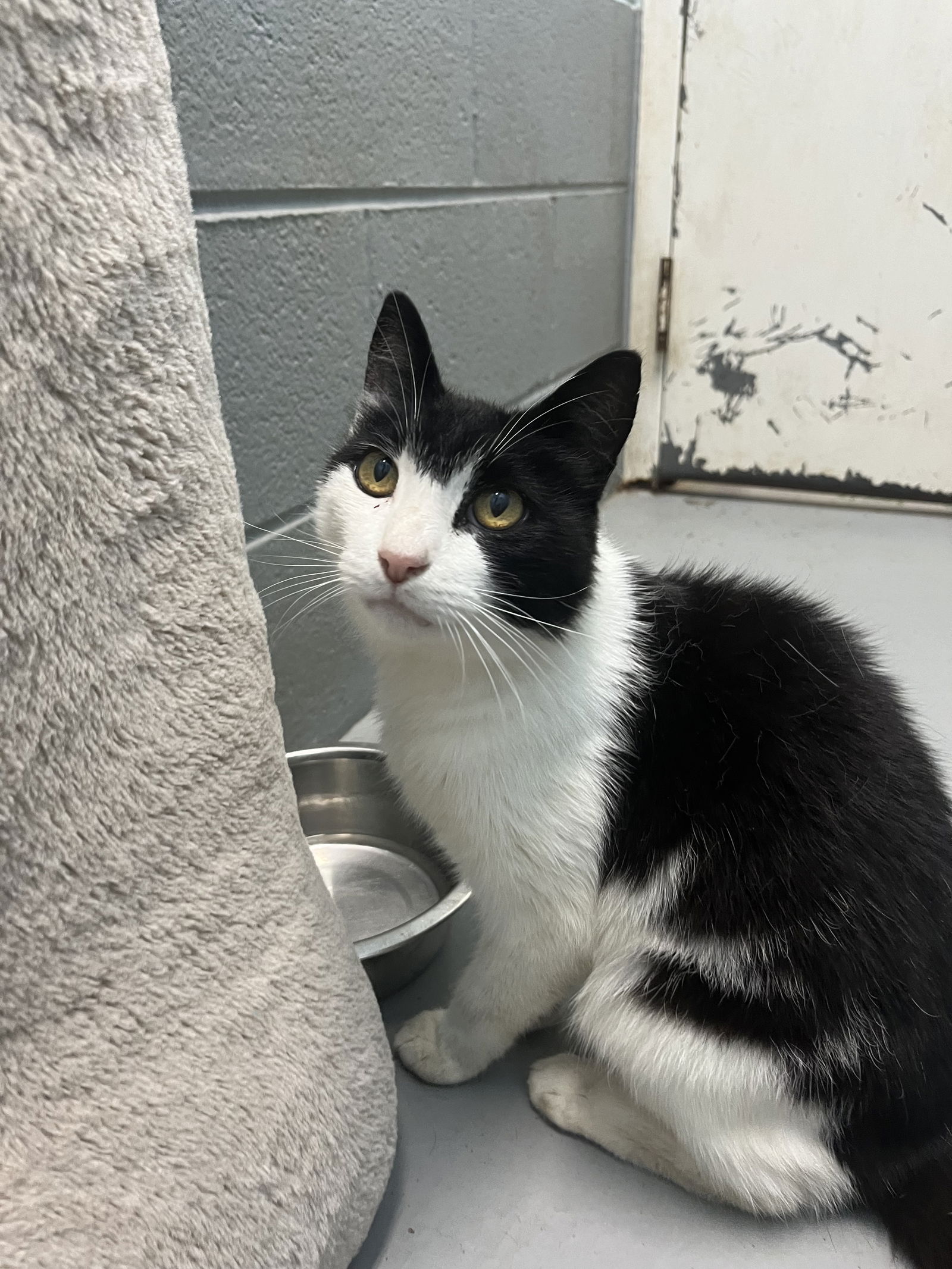 adoptable Cat in Rustburg, VA named Mist: Visit At Petsmart Lynchburg