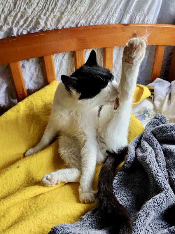 Mist: Not at the shelter  (Pat)