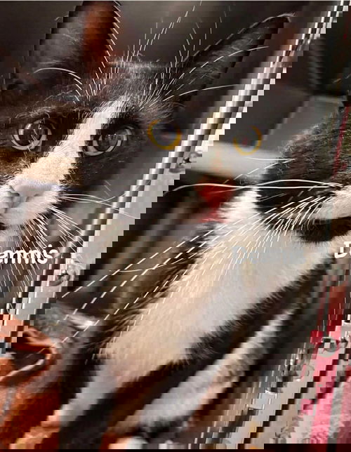 Dennis - At shelter