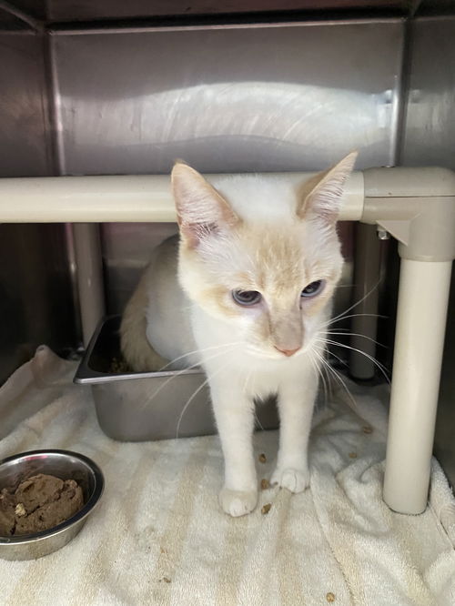 Snowball - At shelter