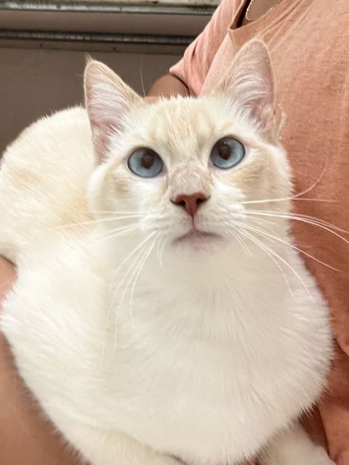 Snowball: Visit at Lynchburg Petsmart