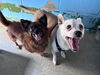 Bobo: At shelter