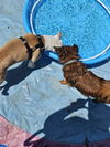 Bobo: Not At shelter (Kendra)