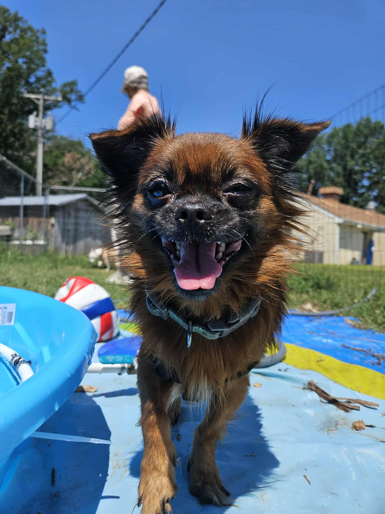 adoptable Dog in Rustburg, VA named General: Not At shelter