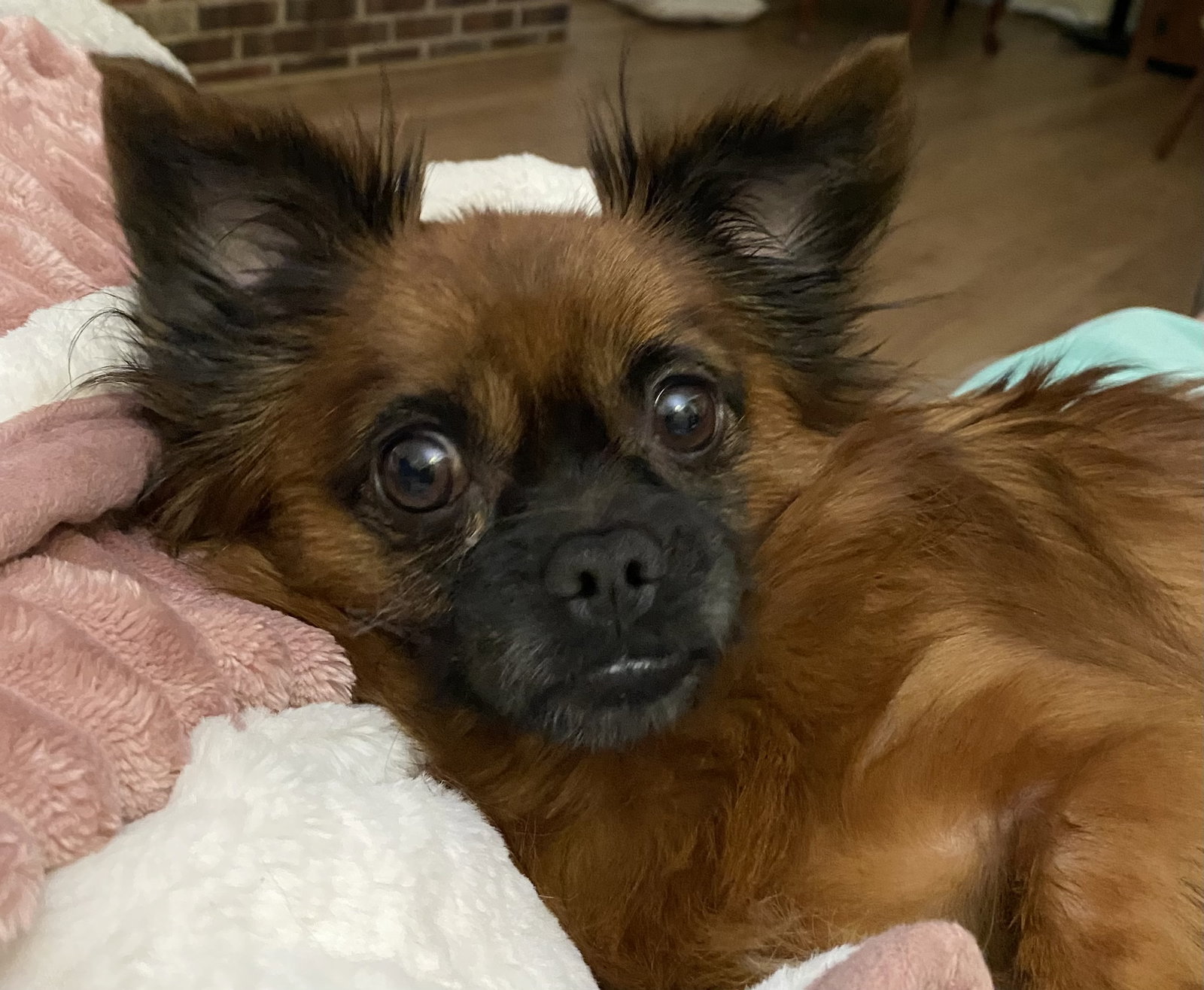 General “Zip:” Not At shelter (Judy)