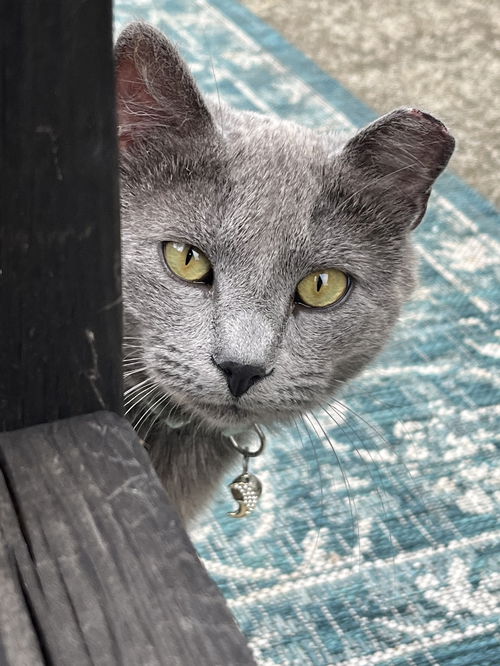 Mochi: “My Home to Yours”