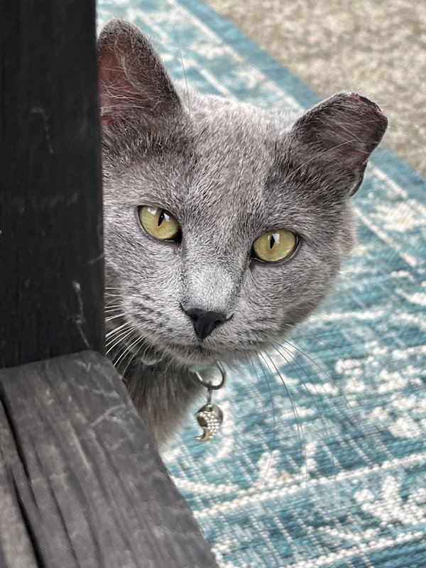 Matcha: Not at shelter