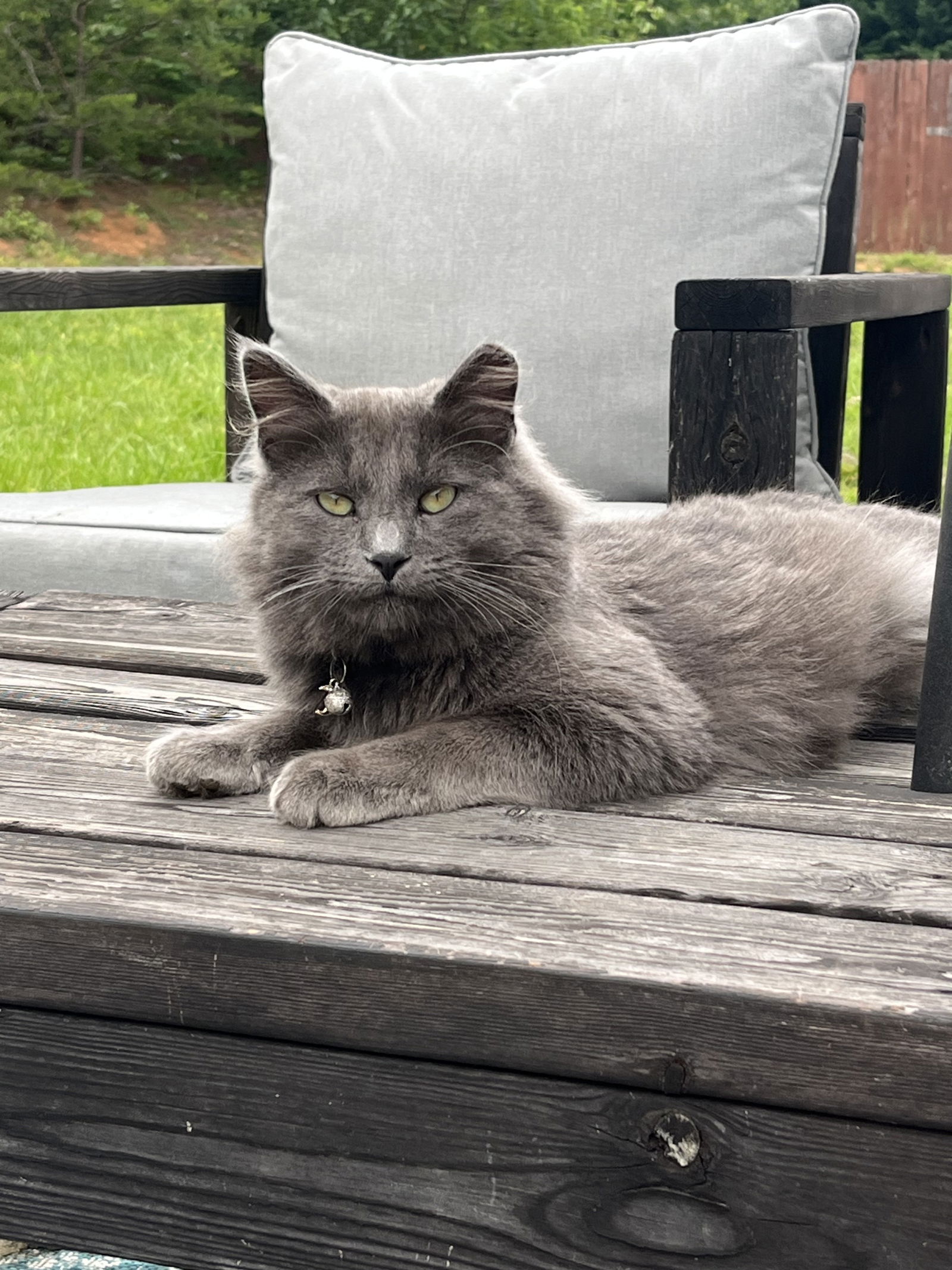 Matcha Not At Shelter