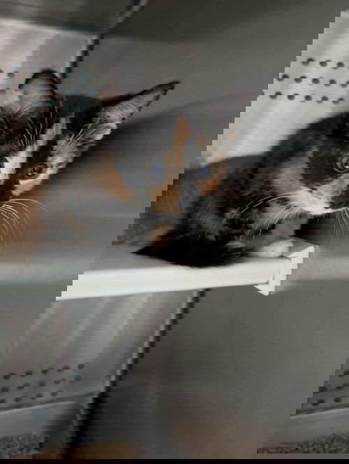 Apricot - At shelter