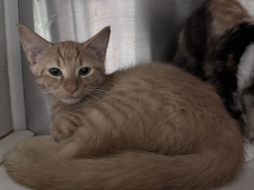 Buck: At shelter