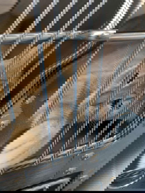 Goose - At shelter