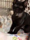 Green Eyes Nightingale: Not at shelter (Barbe)