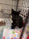 Green Eyes Nightingale: Not at shelter (Barbe)