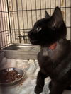 Green Eyes Nightingale: Not at shelter (Barbe)