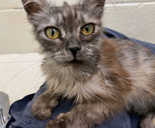 Lola: At shelter