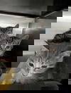 adoptable Cat in Rustburg, VA named Year - Not At shelter (Matt)
