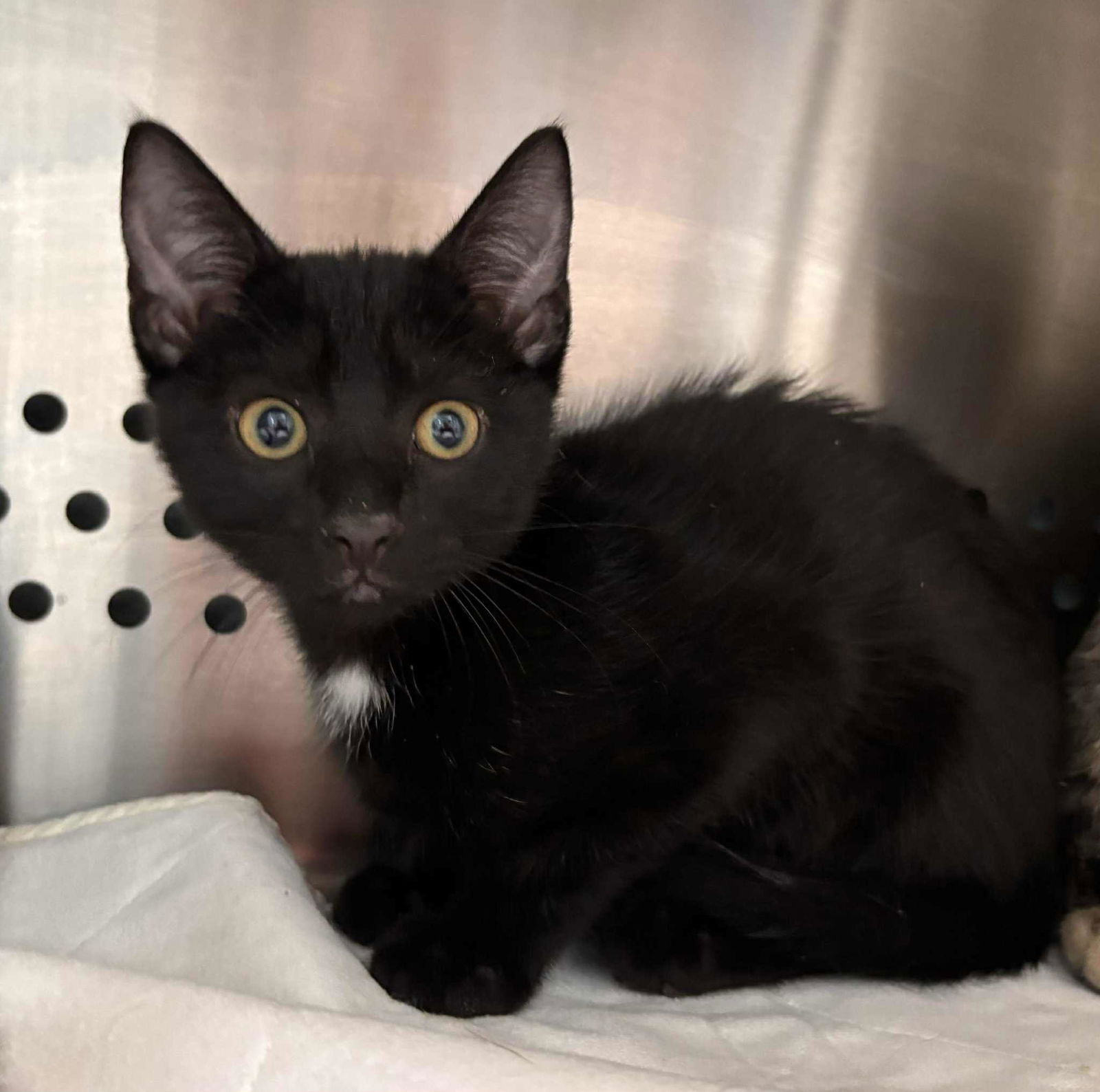 adoptable Cat in Rustburg, VA named Charlie Brown - Not at shelter (Debra)