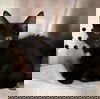 adoptable Cat in Rustburg, VA named Charlie Brown - Not at shelter (Debra)