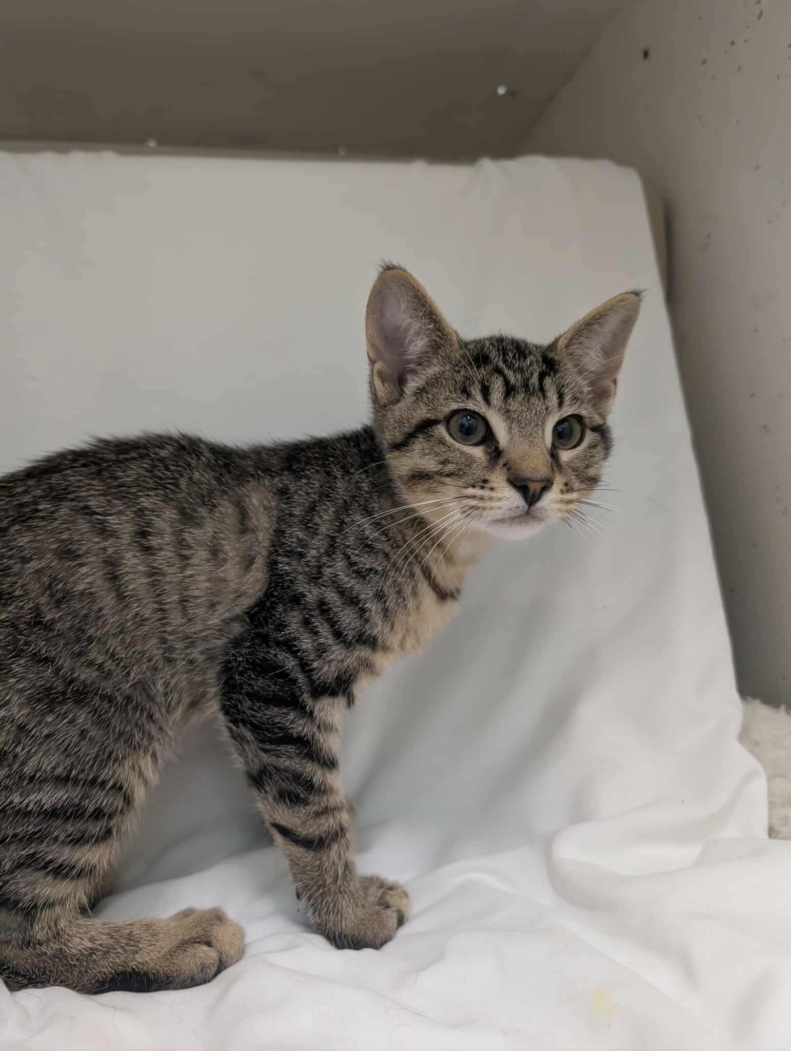 Linus Cat Not At Shelter Debra image 2