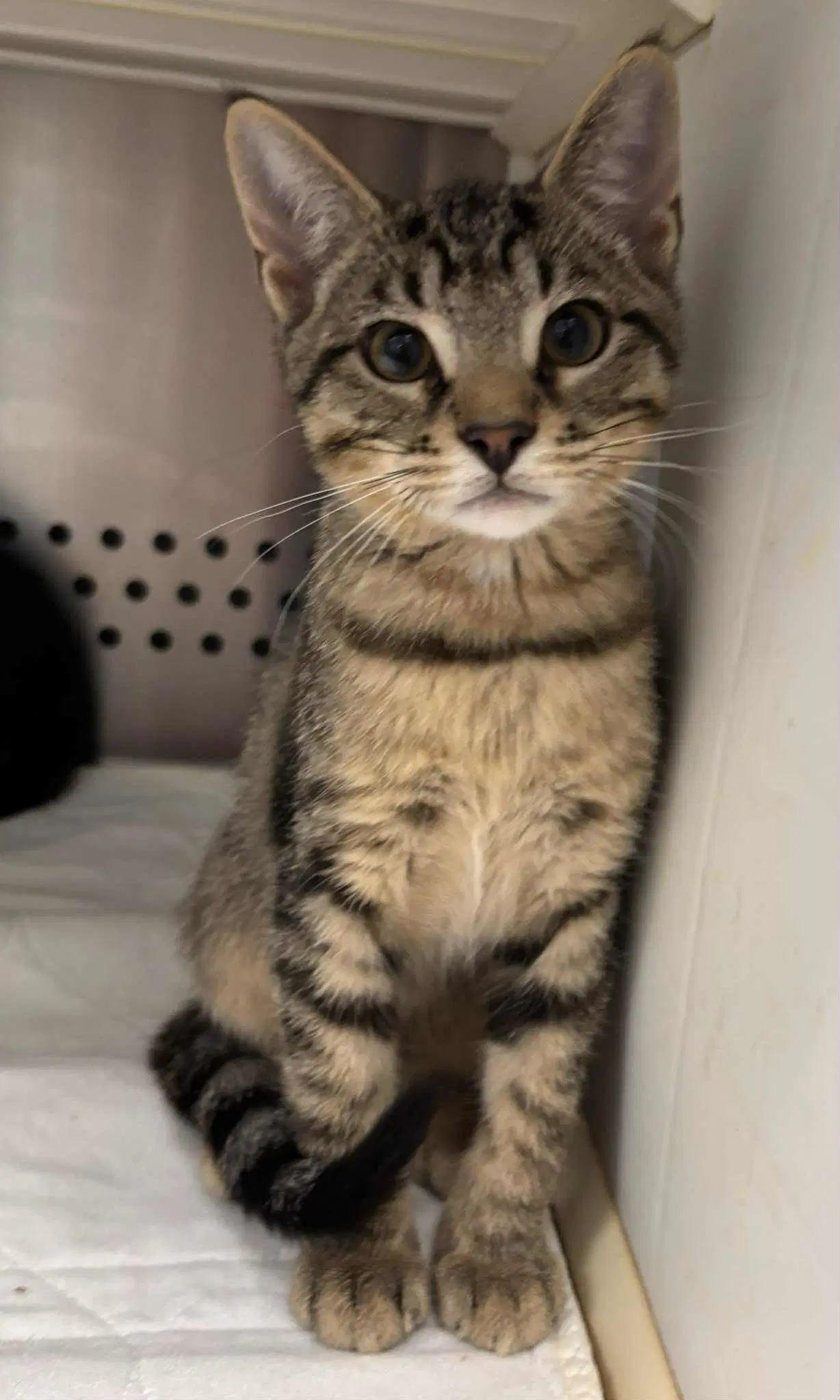 Linus Cat Not At Shelter Debra - Domestic Short Hair