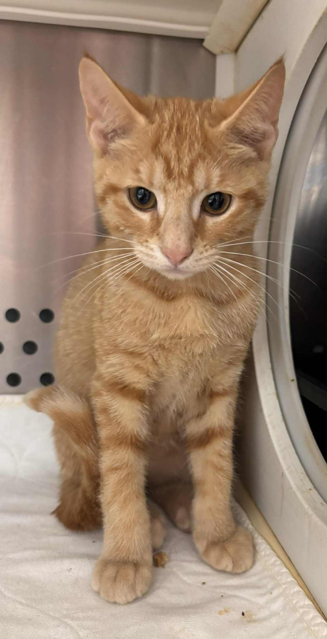 adoptable Cat in Rustburg, VA named Peppermint Patty - Not At shelter (Debra)