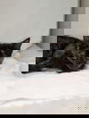 Sally Brown - Not At shelter (Debra)