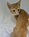 Sally Brown: Visit At Petsmart Lynchburg