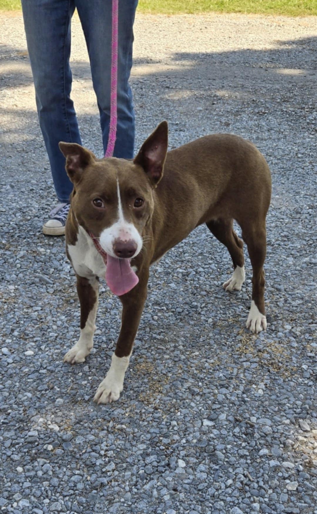 adoptable Dog in Rustburg, VA named Trudy - At shelter available 7/21