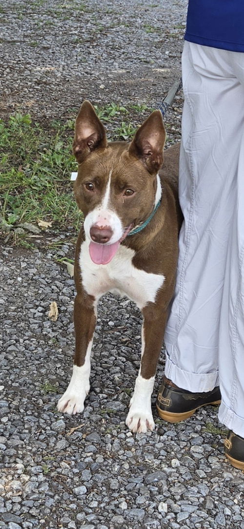 Trudy - At shelter  available 7/21