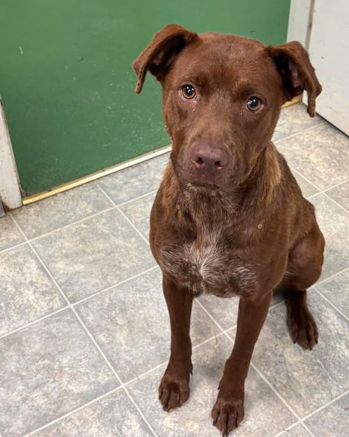 Chev - At shelter available 7/21