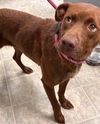 Chev - At shelter available 7/21