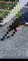 Garnet - At shelter